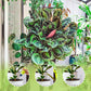 🌿【Monikäyttöinen sisä- ja ulkokasvien ravinne】— Yksi pullo käsissä, maailma on sinun!🌱🏡✨
